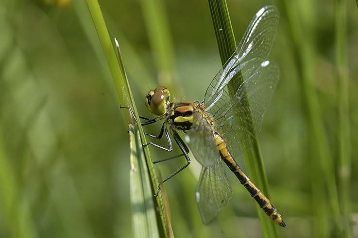 Sympetrum danae?